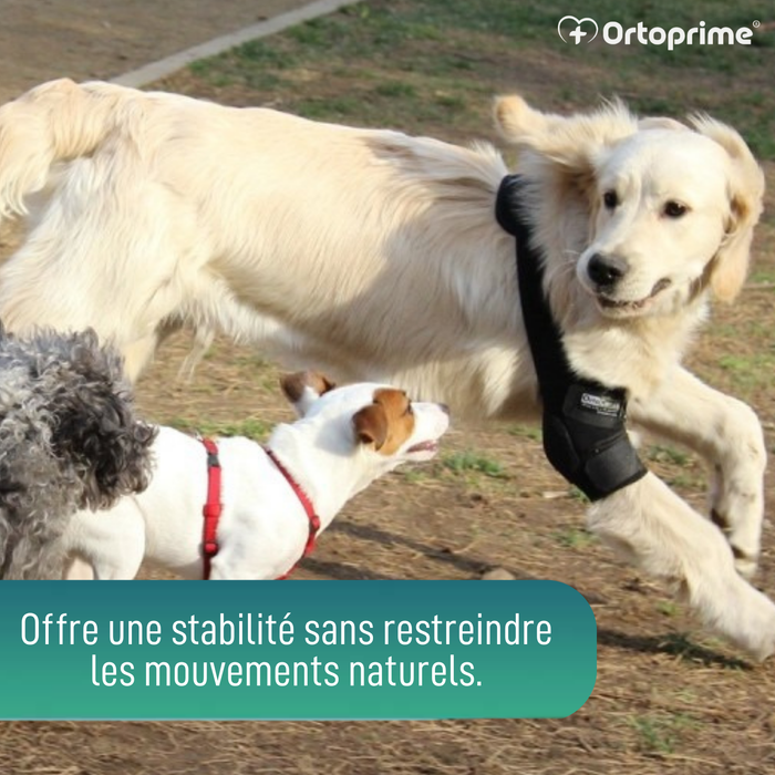 Orthèse de Coude pour Chiens avec arthrose Rééducation Canine
