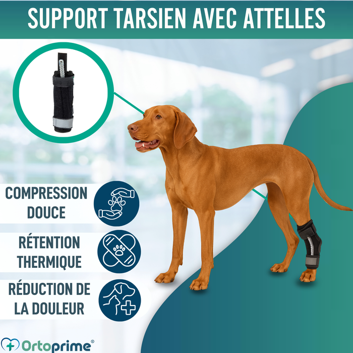 Support Tarse Canin avec Attelles Amovibles | Lot de 2