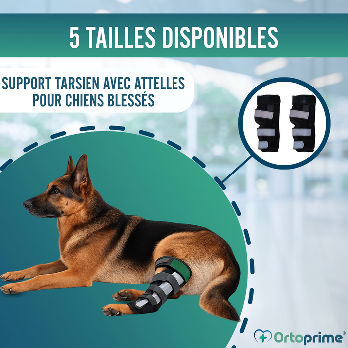 Support Tarse Canin avec Attelles Amovibles | Lot de 2