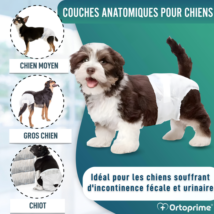 Couches Canines pour Femelles et Chiots | Haute Absorption