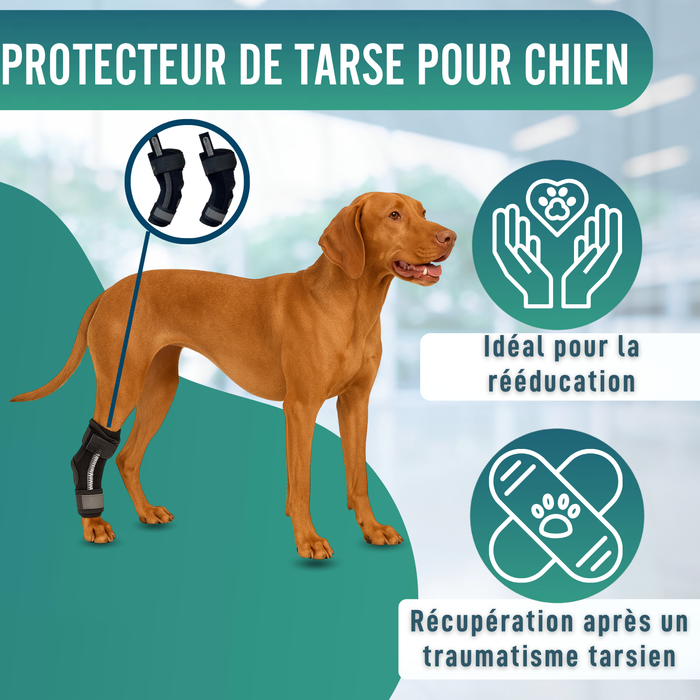 Support Tarse Canin avec Attelles Amovibles | Lot de 2