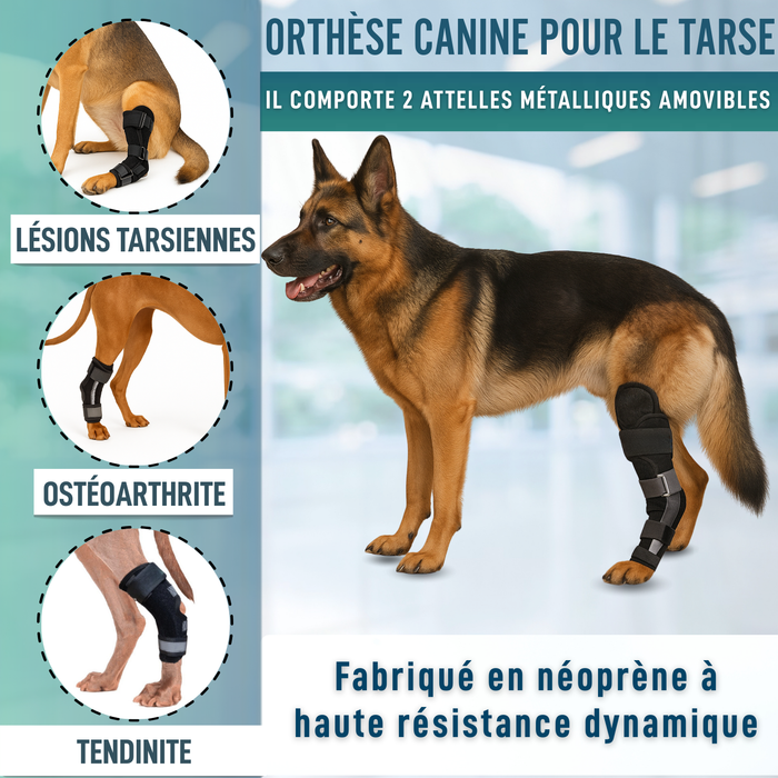 Support Tarse Canin avec Attelles Amovibles | Lot de 2