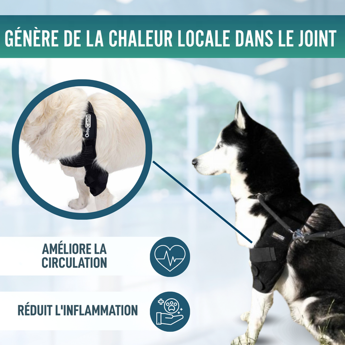 Orthèse de Coude pour Chiens avec arthrose Rééducation Canine