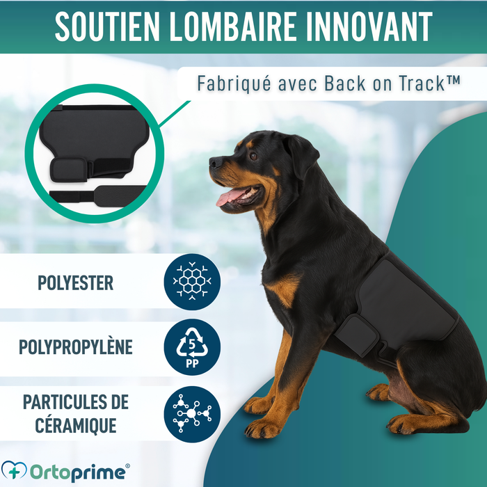 Ceinture Thermique Canine Back on Track | Support pour dos