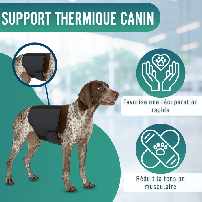 Ceinture Thermique Canine Back on Track | Support pour dos