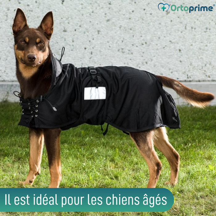 Couverture Canine Thérapeutique Back on Track | 21 Tailles