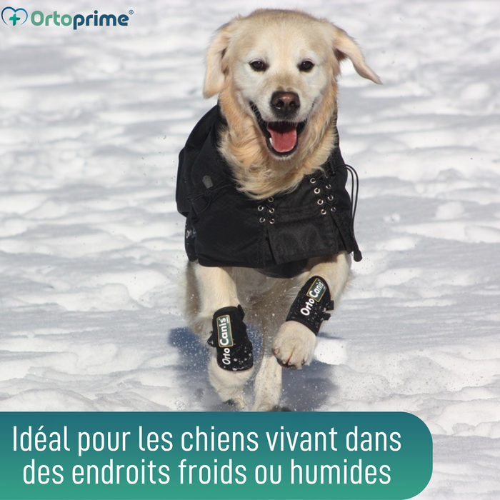 Manteau Thermique Imperméable pour Chiens | Back on Track