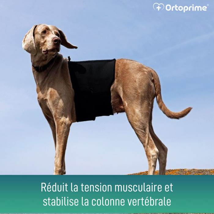 Ceinture Thermique Canine Back on Track | Support pour dos