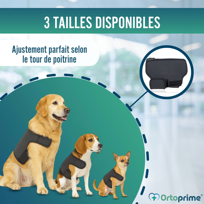 Ceinture Thermique Canine Back on Track | Support pour dos