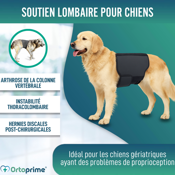 Ceinture Thermique Canine Back on Track | Support pour dos
