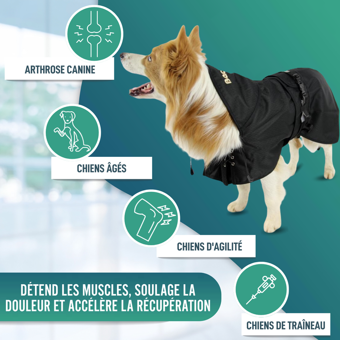 Manteau Thermique Imperméable pour Chiens | Back on Track